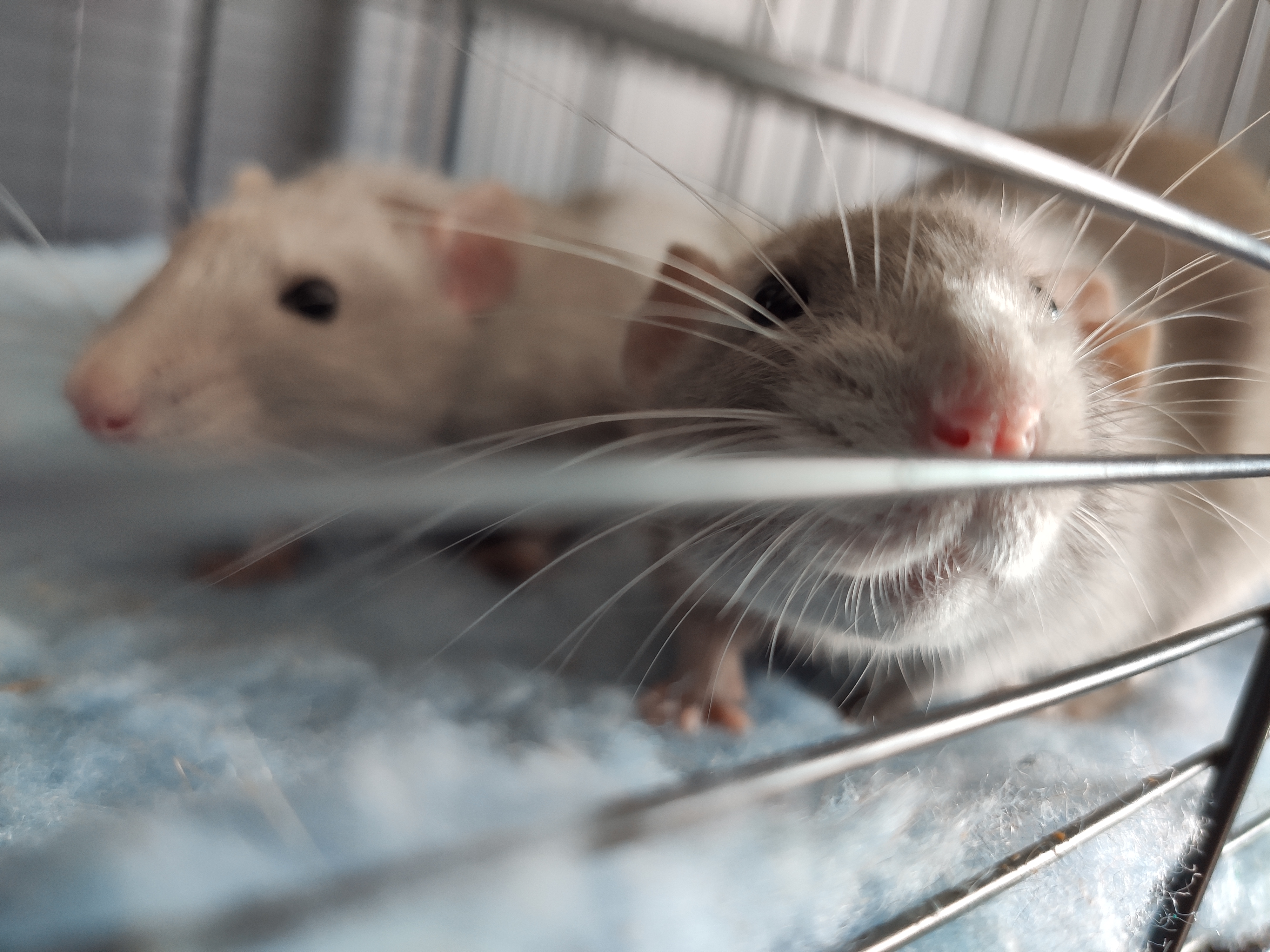 Mój szczur jest wybredny, jak przekonać go do nowych produktów?- przydatne sztuczki pomocne w rozszerzaniu diety!