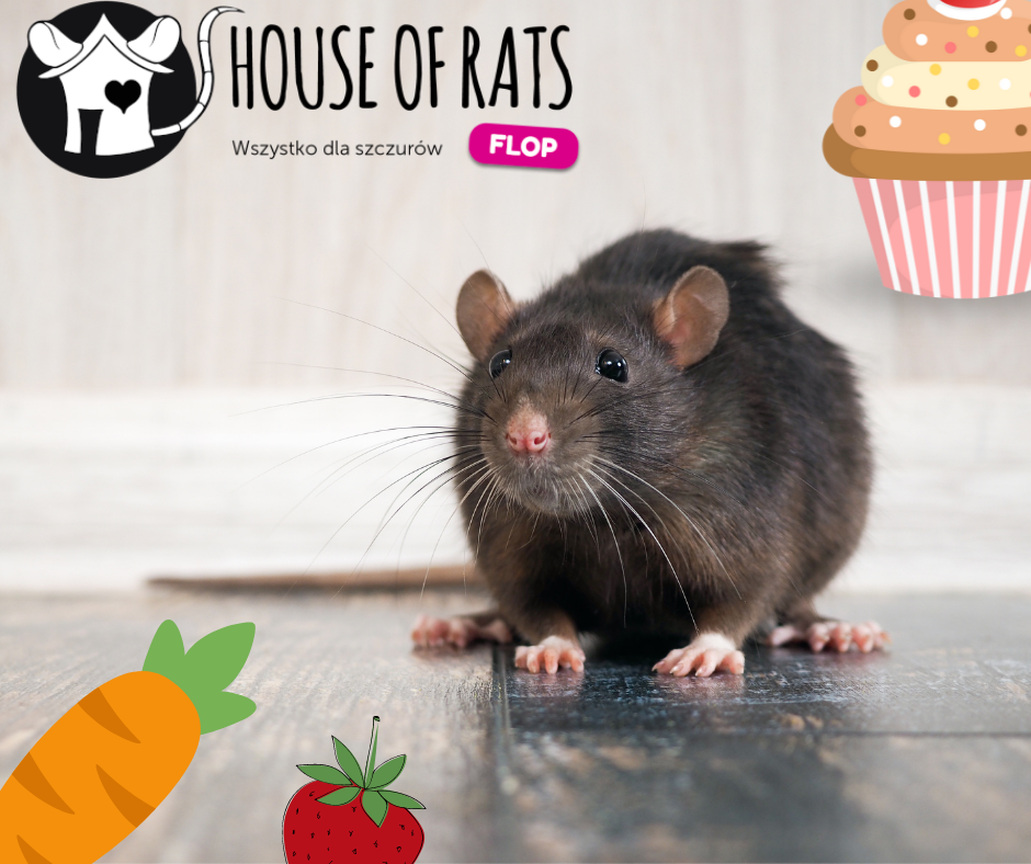 Ulubione przysmaki szczurów czyli przez żołądek do serca